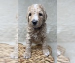Small Photo #32 Double Doodle Puppy For Sale in PIERSON, FL, USA