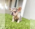 Small Photo #39 French Bulldog Puppy For Sale in ATHERTON, CA, USA