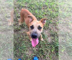 Mutt Dogs for adoption in Abbeville, LA, USA