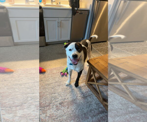 Medium Photo #5 Mutt Puppy For Sale in Plainfield, IL, USA