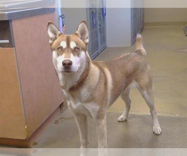 Medium Photo #1 Siberian Husky-Unknown Mix Puppy For Sale in Sacramento, CA, USA