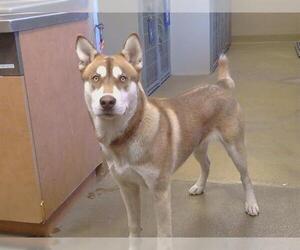 Siberian Husky-Unknown Mix Dogs for adoption in Sacramento, CA, USA
