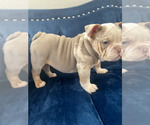 Small Photo #16 English Bulldog Puppy For Sale in PORTLAND, OR, USA