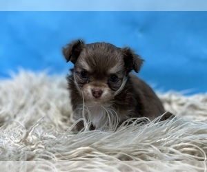 Chihuahua Puppy for sale in HOLLAND, MI, USA