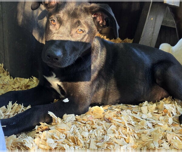 Medium Photo #2 Labrador Retriever-Unknown Mix Puppy For Sale in Oakhurst, NJ, USA