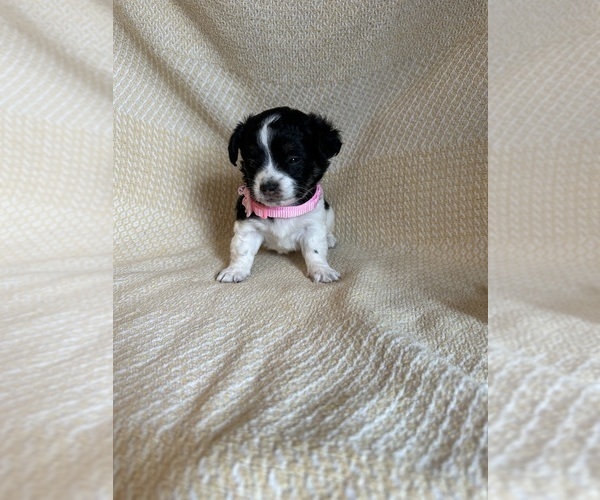 Medium Photo #8 Chihuahua Puppy For Sale in JACKSON, GA, USA