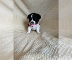 Small Photo #8 Chihuahua Puppy For Sale in JACKSON, GA, USA