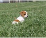 Small Photo #2 Jack-Rat Terrier Puppy For Sale in FREDONIA, KY, USA