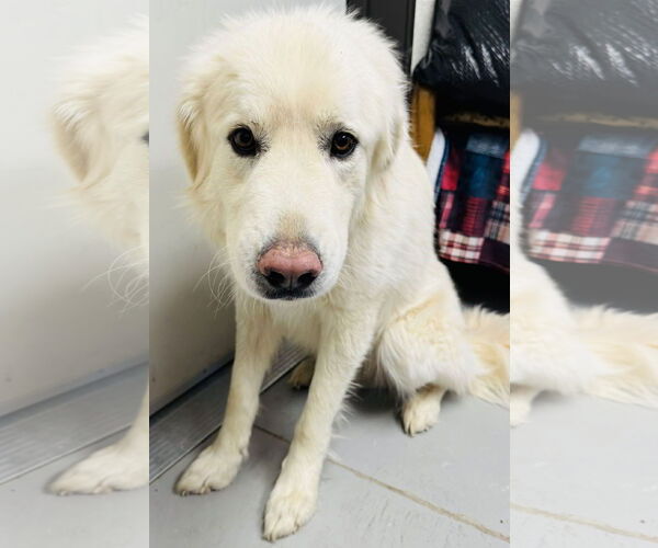 Medium Photo #3 Great Pyrenees Puppy For Sale in Missoula, MT, USA