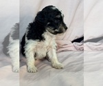 Pepper - Female Bernedoodle (Miniature) Puppy for Sale - Photo #7