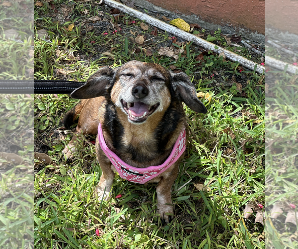 Medium Photo #7 Dachshund Puppy For Sale in Weston, FL, USA