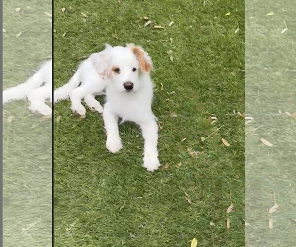 Medium Photo #7 Poodle (Miniature)-Unknown Mix Puppy For Sale in Escondido, CA, USA