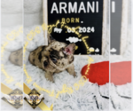 Image preview for Ad Listing. Nickname: Armani