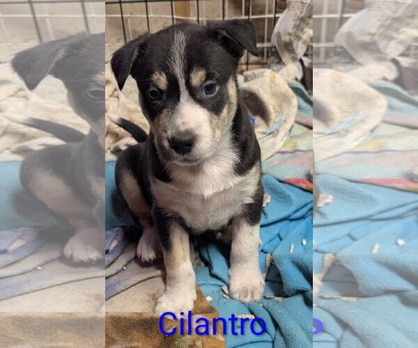 Medium Photo #4 Mutt Puppy For Sale in Des Moines, IA, USA