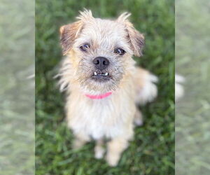 Border Terrier-Unknown Mix Dogs for adoption in Corona, CA, USA