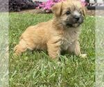 Small #1 Morkie