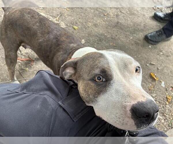 Medium Photo #1 American Pit Bull Terrier Puppy For Sale in Louisville, KY, USA