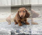 Small #2 Dachshund