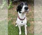 Small #6 Great Dane-Poodle (Standard) Mix