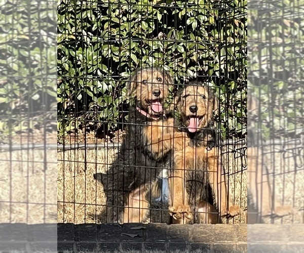Medium Photo #1 Airedale Terrier Puppy For Sale in HAMPTON, GA, USA