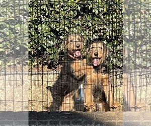 Airedale Terrier Puppy for sale in HAMPTON, GA, USA