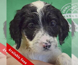 Spaniel-Unknown Mix Dogs for adoption in Huntley, IL, USA
