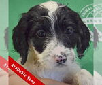 Small Spaniel Mix