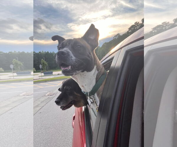 Medium Photo #45 Boxer-Unknown Mix Puppy For Sale in Holly Springs, NC, USA