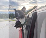 Small #44 Boxer Mix