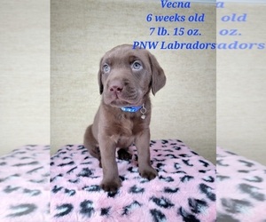 Labrador Retriever Puppy for Sale in ROGUE RIVER, Oregon USA