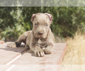 Cane Corso Puppy for sale in LITTLEROCK, CA, USA