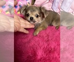 Small Photo #4 Chihuahua Puppy For Sale in TRACY, CA, USA