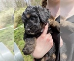 Small Photo #5 Bernedoodle Puppy For Sale in HARROGATE, TN, USA