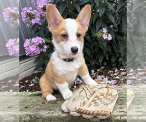 Pembroke Welsh Corgi Puppy for sale in MIDDLEBURY, IN, USA