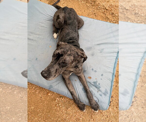 Medium Photo #2 Great Dane Puppy For Sale in Bullard, TX, USA