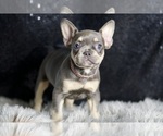 Puppy Lila AKC French Bulldog