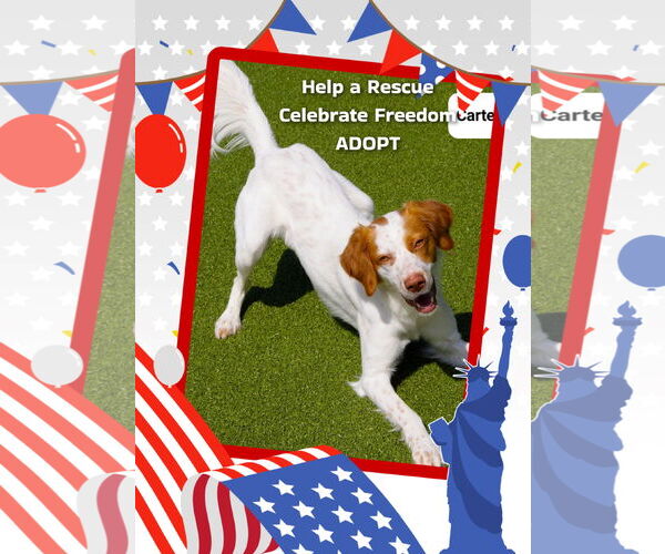 Medium Photo #5 Brittany Puppy For Sale in Curwensville, PA, USA