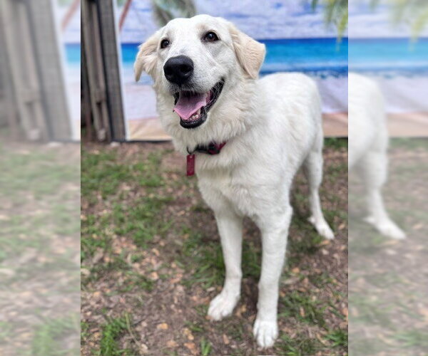 Medium Photo #4 Great Pyrenees Puppy For Sale in Spring, TX, USA