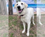 Small #3 Great Pyrenees