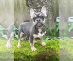 Small Photo #16 French Bulldog Puppy For Sale in HILLSBORO, OR, USA