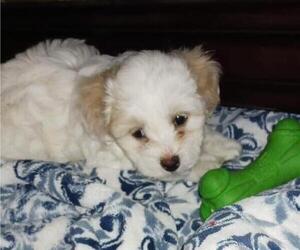 Lhatese Dog for Adoption in POMONA, California USA