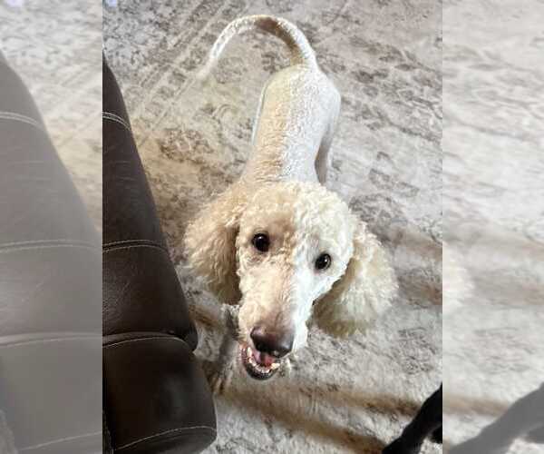 Medium Photo #1 Poodle (Standard) Puppy For Sale in Silver Spring, MD, USA