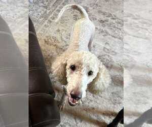 Poodle (Standard) Dogs for adoption in Silver Spring, MD, USA
