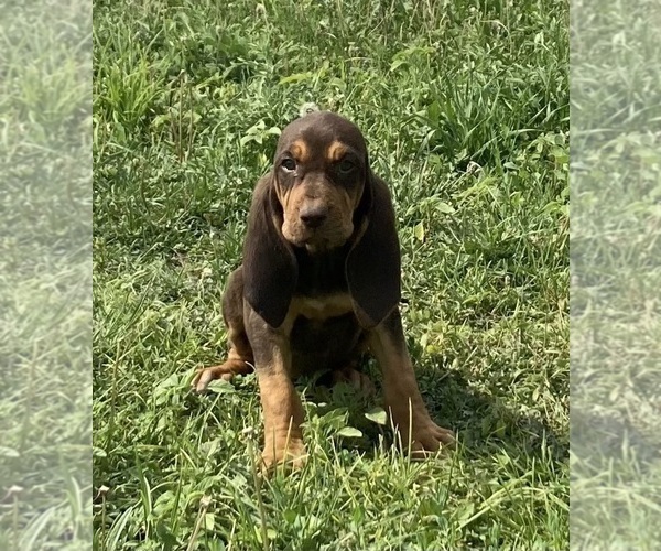 Medium Photo #1 Bloodhound Puppy For Sale in FORT MORGAN, CO, USA
