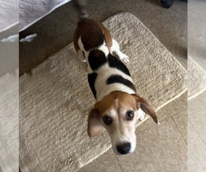 Beatrice-ADOPTED 9/30/26 - Female Beagle Dog for Adoption - Photo #2