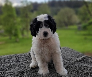 Aussiedoodle Miniature  Puppy for sale in LEBANON, OR, USA