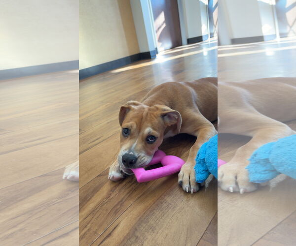 Medium Photo #3 Mutt Puppy For Sale in Pleasanton, CA, USA