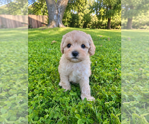 Cavapoo (Miniature) Puppy for Sale in MEDFORD, Oregon USA