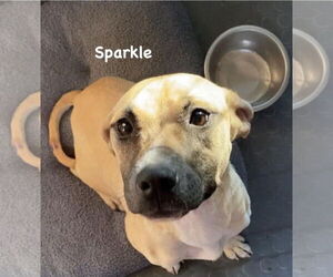 Sparkle - Female Mutt Dog for Adoption - Photo #6