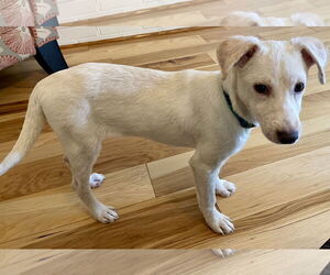 Chihuahua-Labrador Retriever Mix Dogs for adoption in Virginia Beach, VA, USA